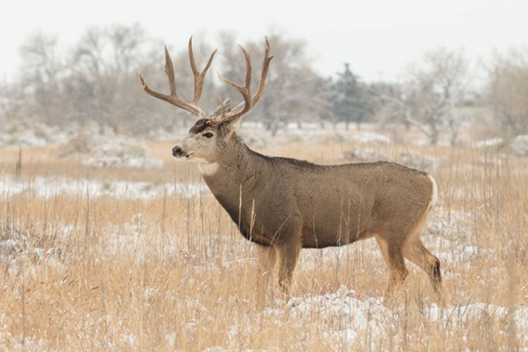 Mule Deer | BigGame Forever